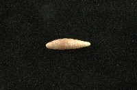 藏品(似謝氏煙管蝸牛)的圖片